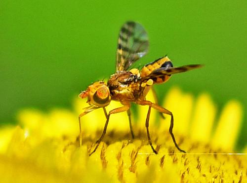 Myopites apicatus